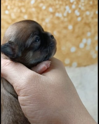 Les chiots de Chihuahua