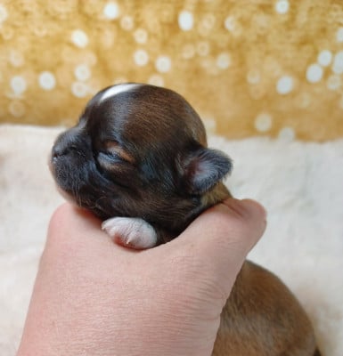 Les chiots de Chihuahua