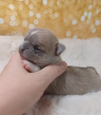 Les chiots de Chihuahua