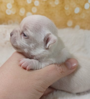Les chiots de Chihuahua