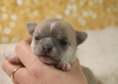 Les chiots de Chihuahua