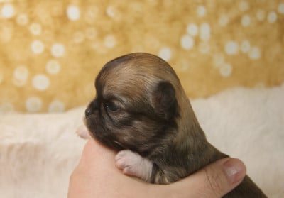Les chiots de Chihuahua