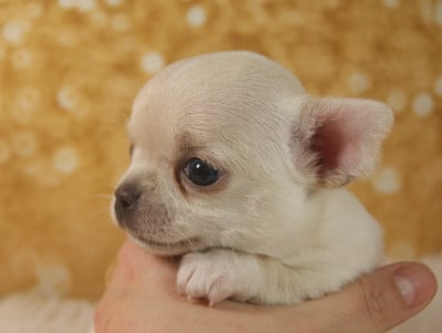 Les chiots de Chihuahua