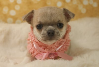 Les chiots de Chihuahua