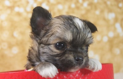 Les chiots de Chihuahua