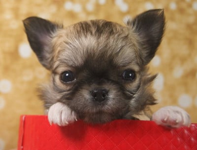 Les chiots de Chihuahua