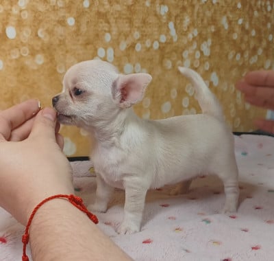 Les chiots de Chihuahua