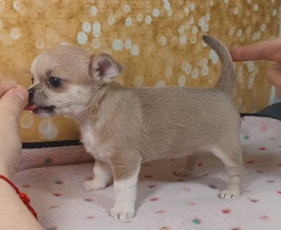 Les chiots de Chihuahua