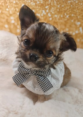 Les chiots de Chihuahua