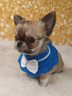 Les chiots de Chihuahua