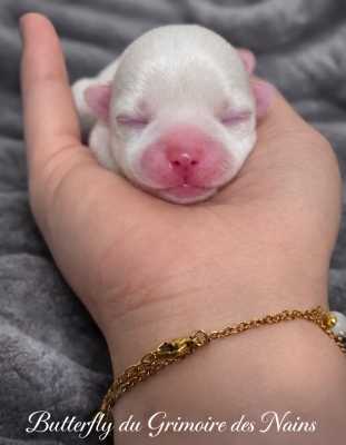 Les chiots de Chihuahua