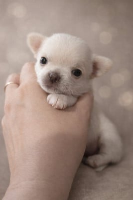 Les chiots de Chihuahua