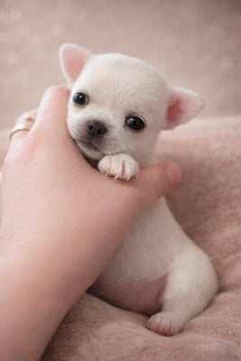 Les chiots de Chihuahua