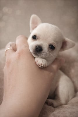 Les chiots de Chihuahua