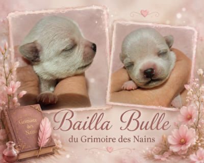 Les chiots de Chihuahua
