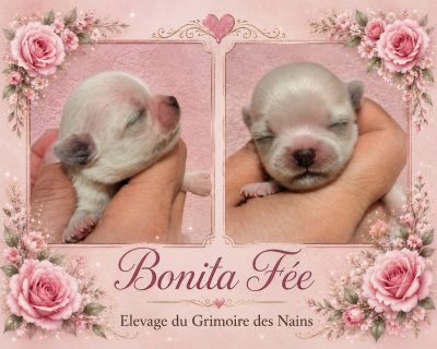 Les chiots de Chihuahua