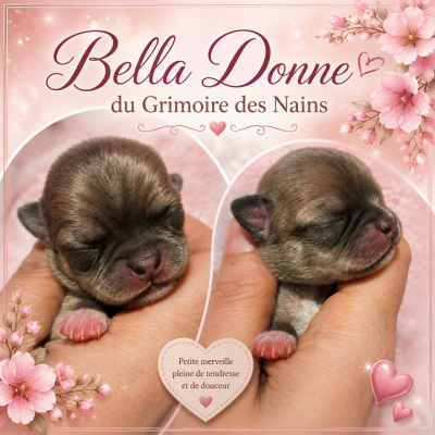 Les chiots de Chihuahua