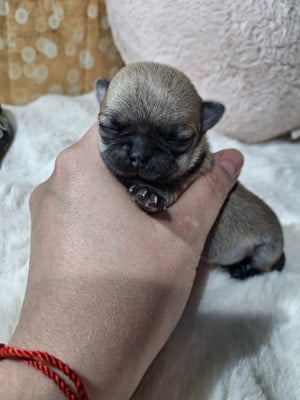 Chihuahua
