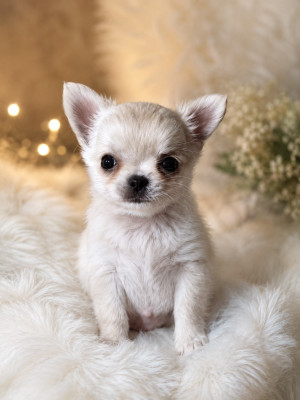 Les chiots de Chihuahua