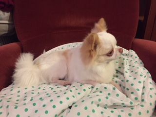 Madison des légendes d'Athena - INTERMÉDIAIRE MÂLE EXCELLENT 1er ET RCACS