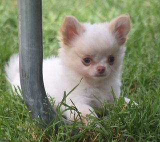 Madison des légendes d'Athena - TRES PROMETTEUR PUPPY MALE Classement 1