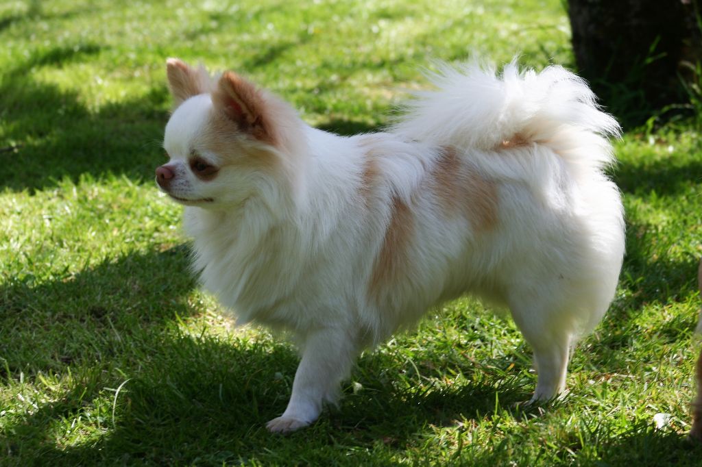 Madison des légendes d'Athena - INTERMÉDIAIRE MÂLE TRÈS BON 2e