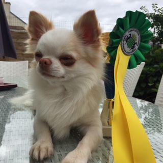 Madison des légendes d'Athena - INTERMÉDIAIRE MÂLE EXCELLENT 1er