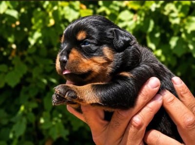 Les chiots de Rottweiler