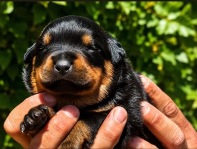 Les chiots de Rottweiler