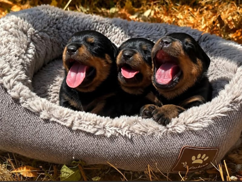 Rottweiler - Des Légendes D'Irac