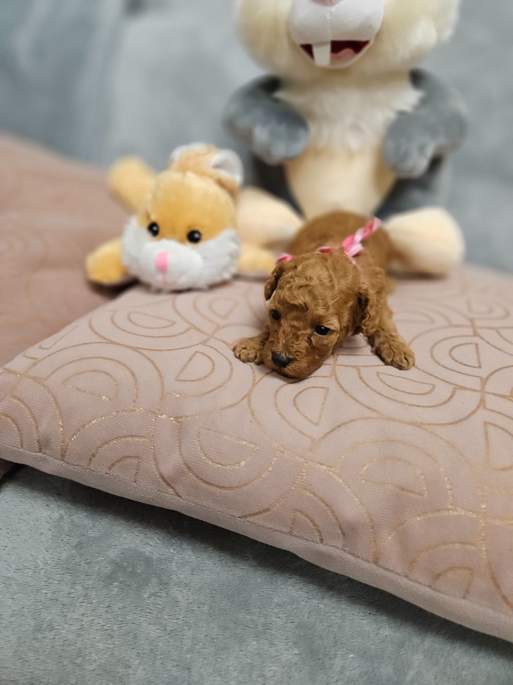 Caniche - Du Domaine De La Vallée Heureuse