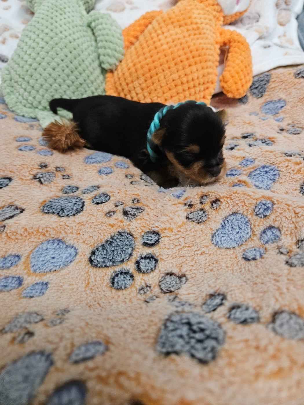 Yorkshire Terrier - Du Domaine De La Vallée Heureuse