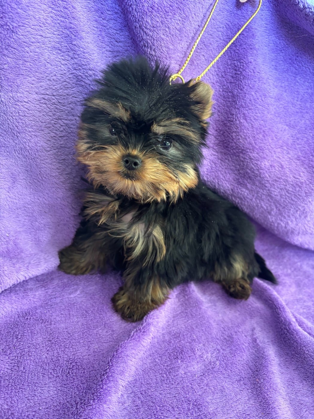 Yorkshire Terrier - Du Domaine De La Vallée Heureuse