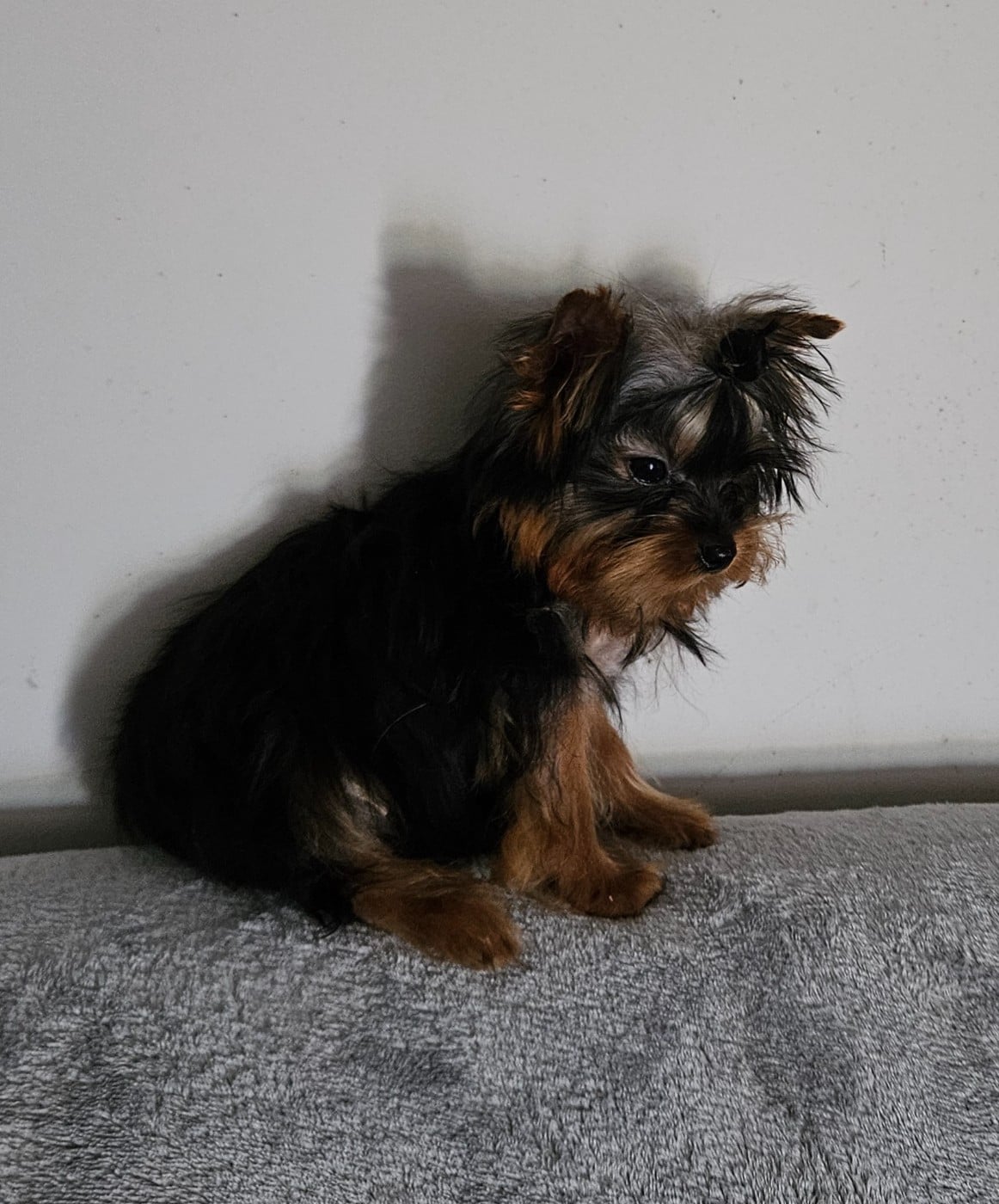 Yorkshire Terrier - Du Domaine De La Vallée Heureuse