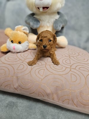 Les chiots de Caniche