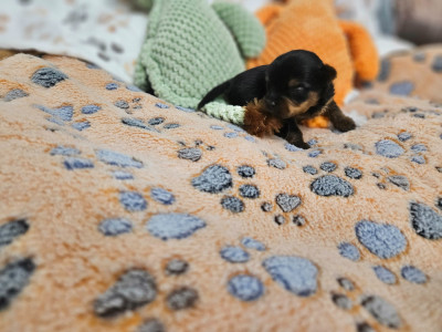 Les chiots de Yorkshire Terrier