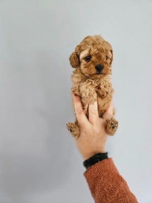 Les chiots de Caniche