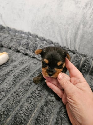 Les chiots de Yorkshire Terrier
