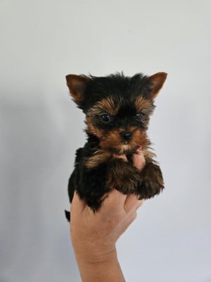 Les chiots de Yorkshire Terrier