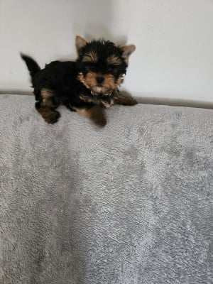 Les chiots de Yorkshire Terrier