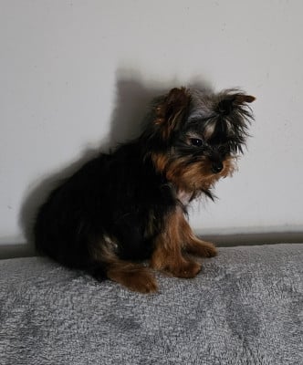 Les chiots de Yorkshire Terrier