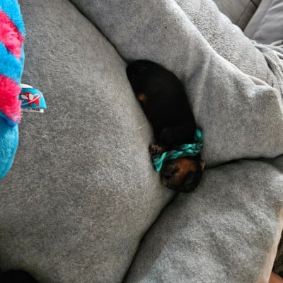Les chiots de Yorkshire Terrier