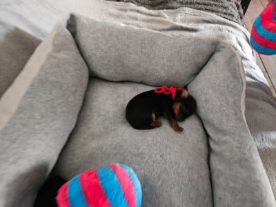 Les chiots de Yorkshire Terrier