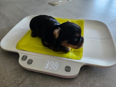 Les chiots de Yorkshire Terrier