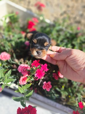 Les chiots de Yorkshire Terrier