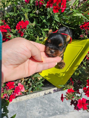 Les chiots de Yorkshire Terrier
