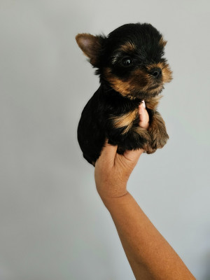 Les chiots de Yorkshire Terrier