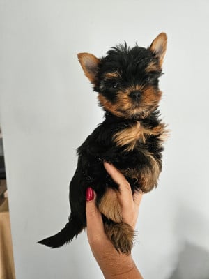Les chiots de Yorkshire Terrier