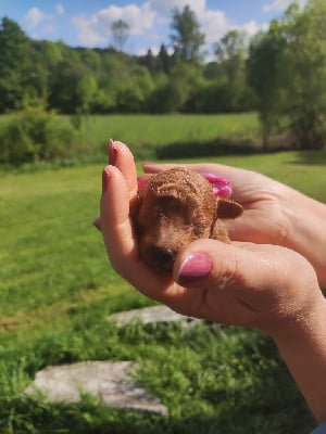 Les chiots de Caniche