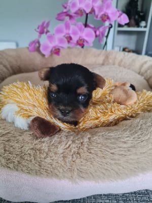 Les chiots de Yorkshire Terrier